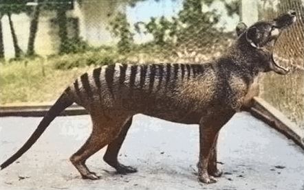 tasmanian tiger