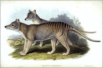 thylacines