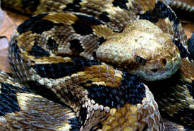 timber rattlesnake