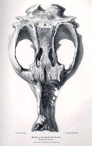 Skull of a  Toxodon found by Darwin  in Argentina