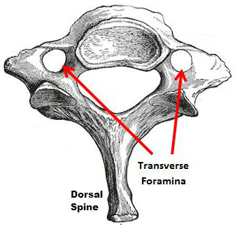 Seventh cervical vertebra