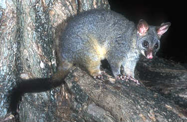 Trichosurus vulpecula