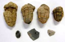 Fossil Trilobites