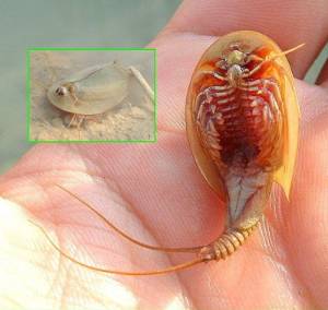 Triops cancriformis