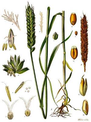 triticum aestivum