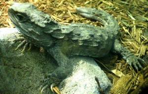 Tuatara Sphenodon punctatus