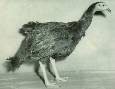 A turkey-chicken hybrid