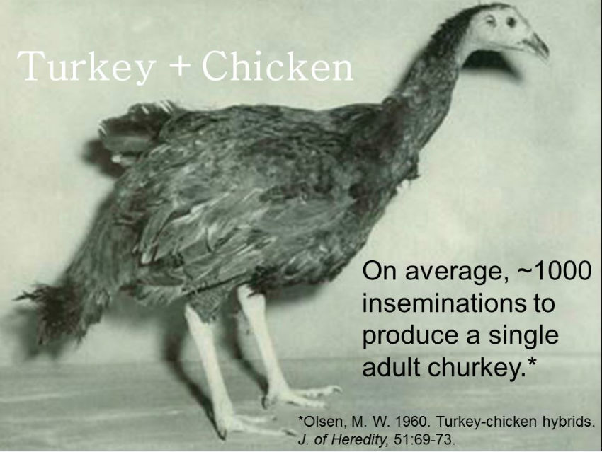 turkey-chicken hybrid