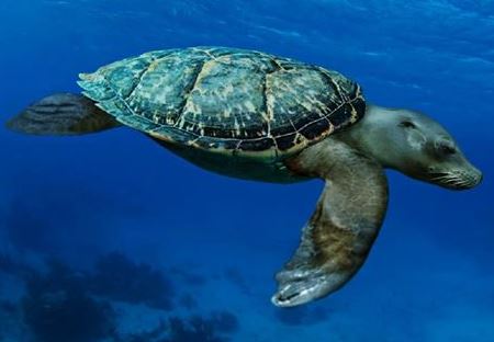 turtle-seal hybrid