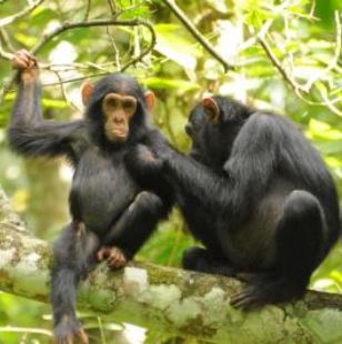 two chimpanzees