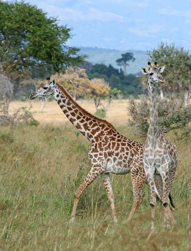 two giraffes