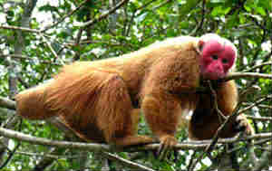 uakari