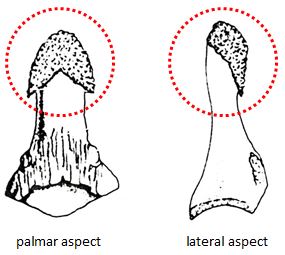 Ungual tuberosities