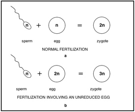 unreduced gametes