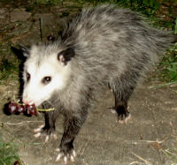 Virginian Opossum