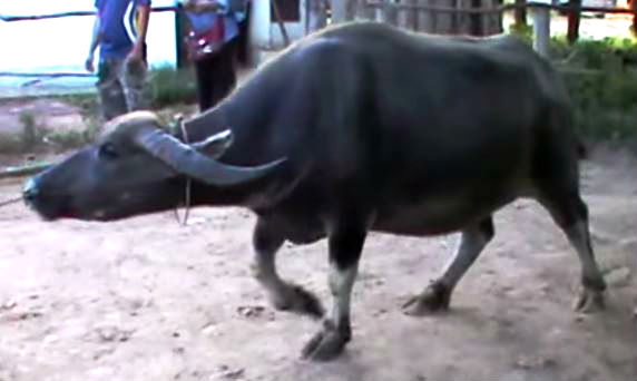 water-buffalo