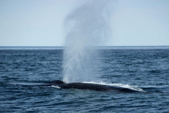 blue whale fin whale hybrid