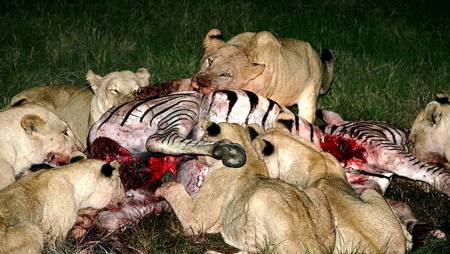 lions killing zebra