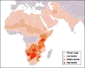 where do cheetahs live