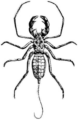 whip scorpion