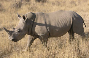 White Rhinoceros