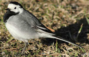 White Wagtail, Motacilla alba