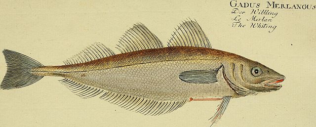 whiting