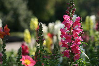 Antirrhinum