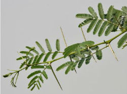 Leaves of Acacia nilotica
