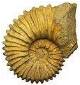 ammonite