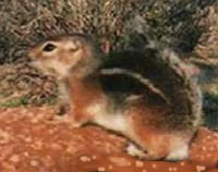 ammospermophilus harrisii