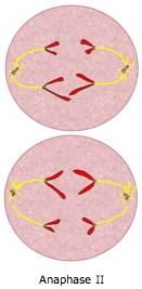 Anaphase II