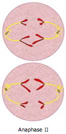 Anaphase II