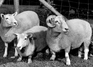 ancon sheep