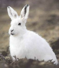 arctic hare