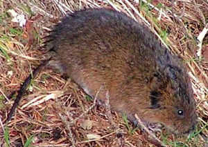 European Water Vole