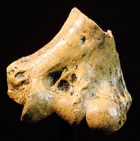 Distal humerus of Australopithecus  anamensis