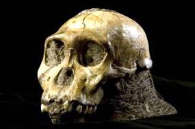 Australopithecus sediba