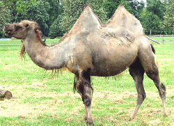 Bactrian camel