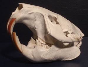 beaver skull