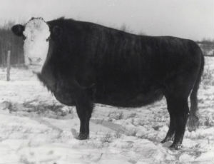 Beefalo