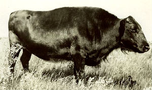 beefalo