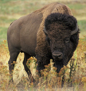 Bison bison