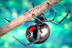 black widow spider