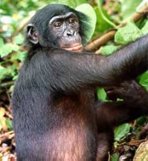 Bonobo Human Hybrid
