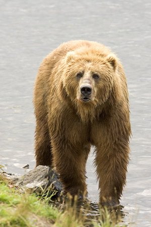 brown bear