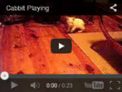 cabbit video