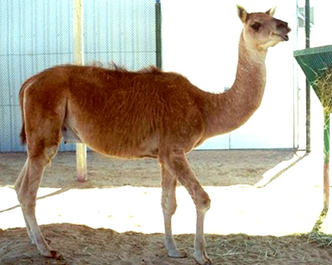 guanaco/dromedary camel hybrid