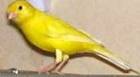 Canary