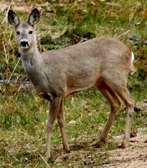 roe deer